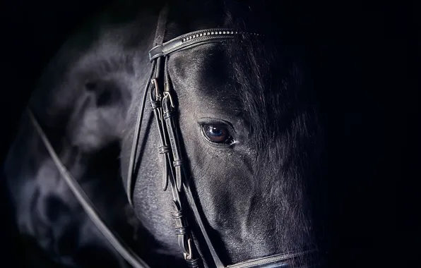 Взгляд, глаз, конь, лошадь