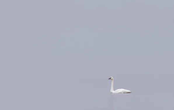 Картинка природа, птица, лебедь