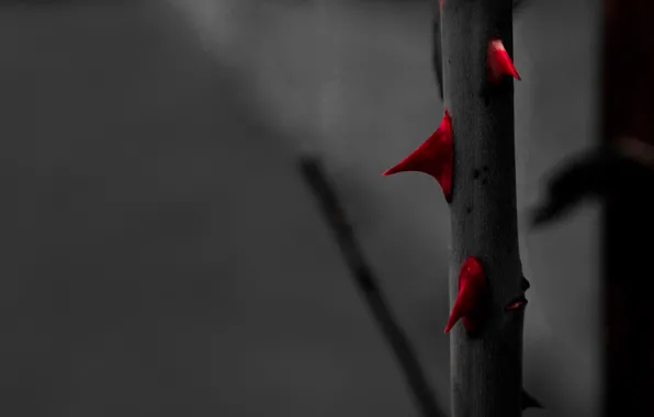 Red, Rose, Roses, Black and White, Macro, Garden, Blood, Thorn