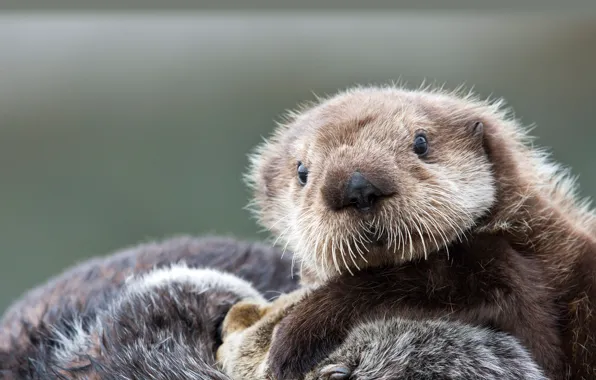 Картинка Alaska, Prince William Sound, Sea otter pup