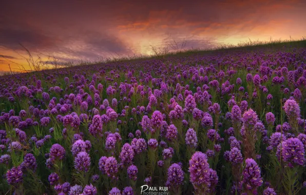 Цветы, весна, вечер, холм, Калифорния, Сан-Франциско, США, штат