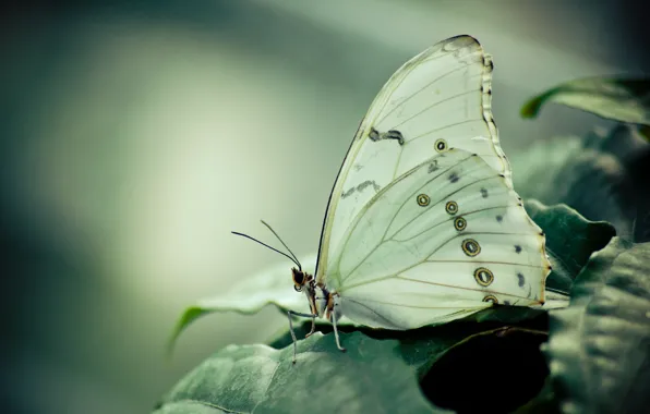 Бабочка, листва, Морфо