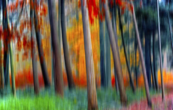 Лес, деревья, краски, размытость, спецэффект