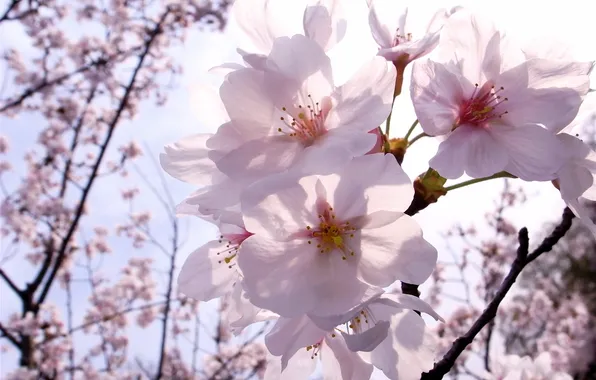 Картинка цветы, ветка, весна, sakura
