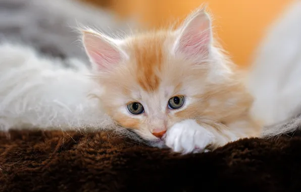Кошка, взгляд, котенок, фон, портрет, рыжий, лежит, мех
