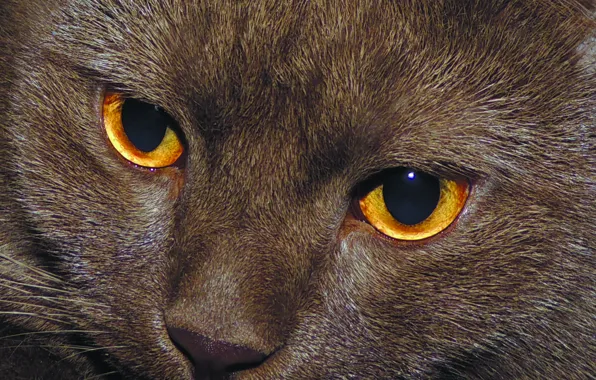 Глаза, кот, лиловый, британец