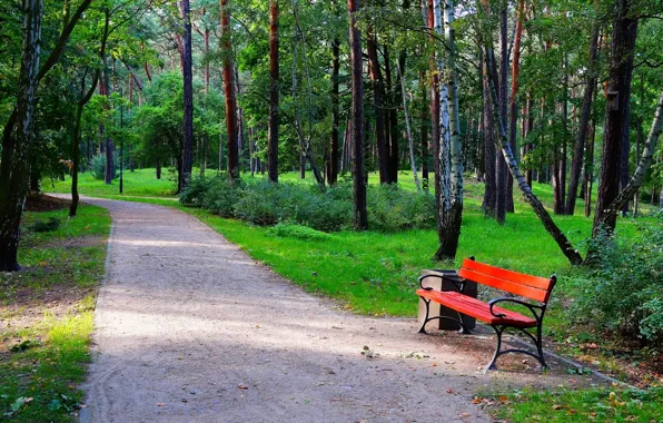Road, park, tree, bench