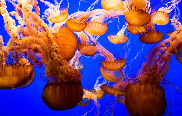 Мир, медузы, подводный