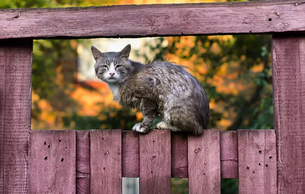 Кошка, взгляд, забор