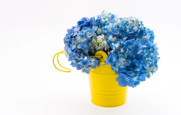 Голубые, flower, bouquet, Hydrangea