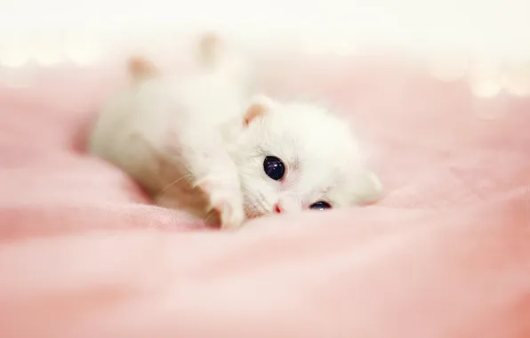 Кошка, белый, взгляд, поза, котенок, малыш, постель, лежит