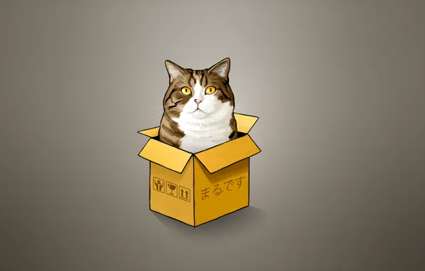 Картинка кошка, кот, коробка, минимализм, cat, выглядывает