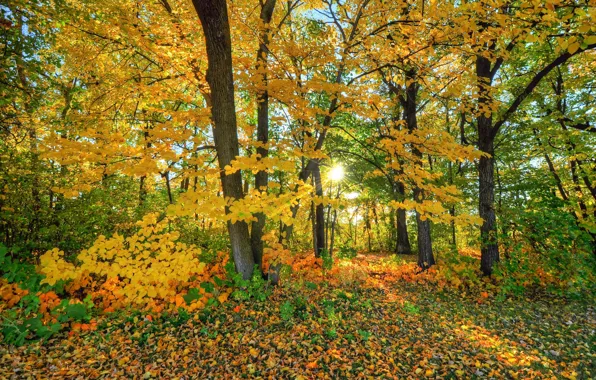 Картинка осень, лес, листья, деревья