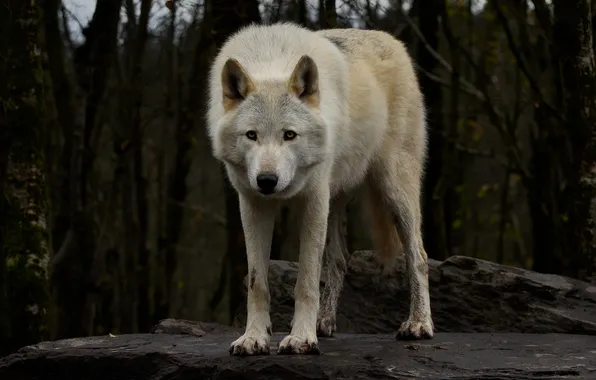 Картинка nature, snow, predator, face, animal, wolf, wildlife, portrait