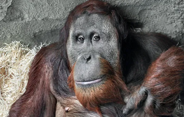 Картинка взгляд, обезьяна, Sumatra Orang-Utan