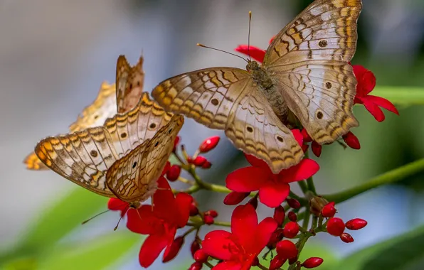 Цветок, природа, бабочка, крылья, мотылек, anartia jatropha