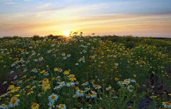 Картинка закат, цветы, ромашки, луг, Калифорния, California, San Diego, Сан-Диего