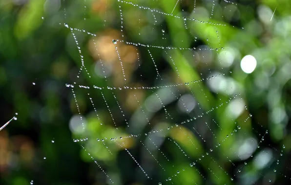 Картинка капли, макро, сетка, сеть, пауки, паутина, засада, ловушка
