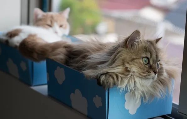 Картинка кошки, коробки, torode