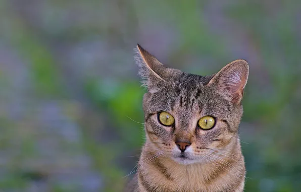 Картинка кот, взгляд, макро, фон, животное, уши, зеленые глаза