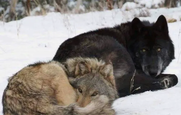 Nature, predator, animal, wolf, wildlife, Canis lupus., portrait.