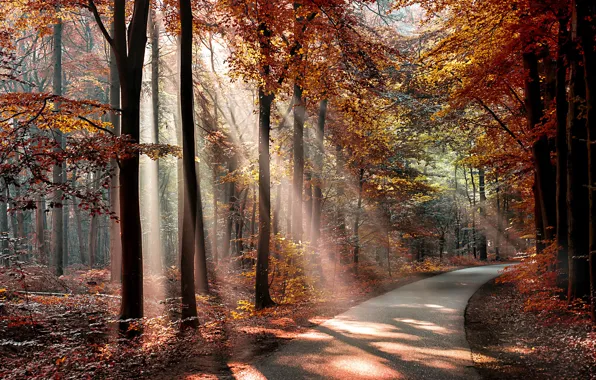 Картинка осень, лес, листья, солнце, деревья, парк, путь, тени