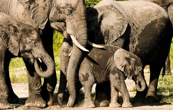 Картинка природа, Африка, слоны