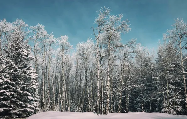 Картинка зима, лес, берёзы