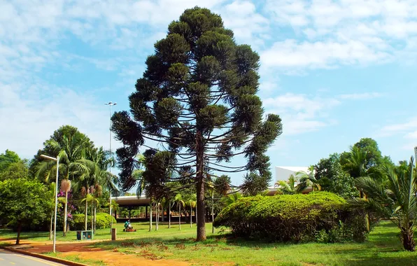 Brazil, Sao Paulo, Ibirapuera Park, Araucária Tree (Araucaria angustifolia)