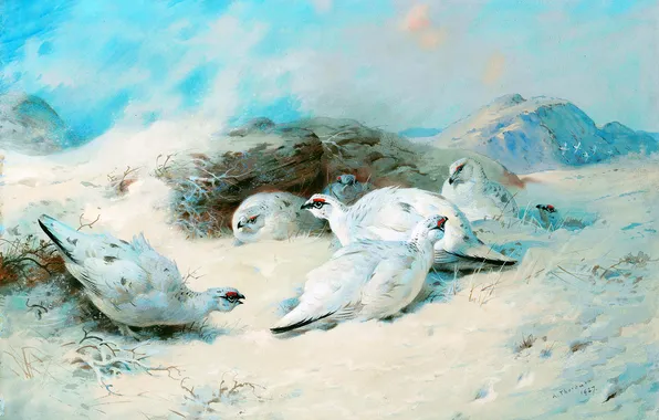 Зима, Птица, Снег, Картина, Archibald Thorburn, Арчибальд Торберн, Шотландский живописец, Куропатки