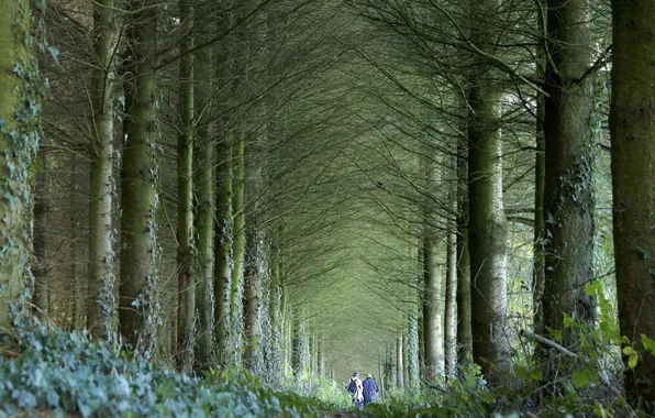 Осень, лес, природа