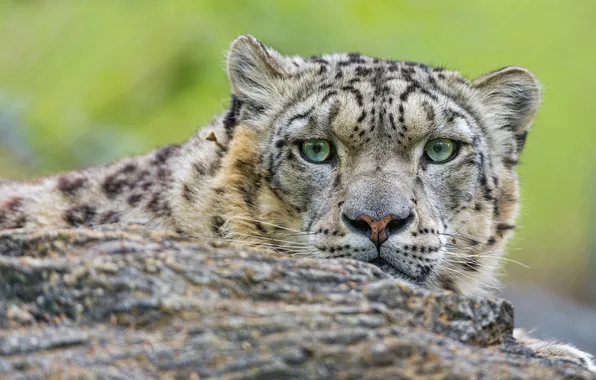 Кошка, ирбис, снежный барс, ©Tambako The Jaguar