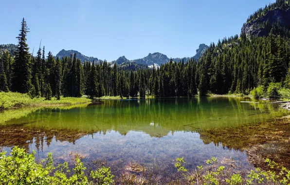 Картинка лес, деревья, горы, река, США, Colorado, Crystal River