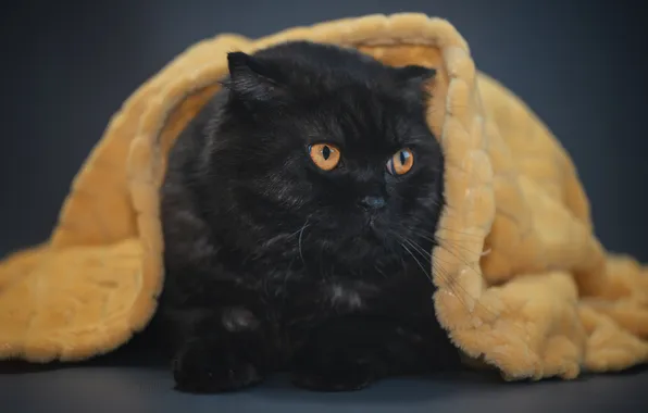 Кошка, кот, взгляд, поза, мордашка