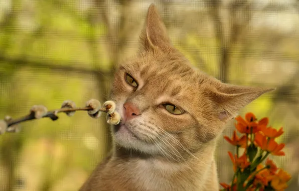 Кошка, кот, взгляд, цветы, ветки, поза, портрет, весна