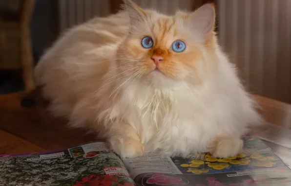 Картинка кошка, кот, журнал