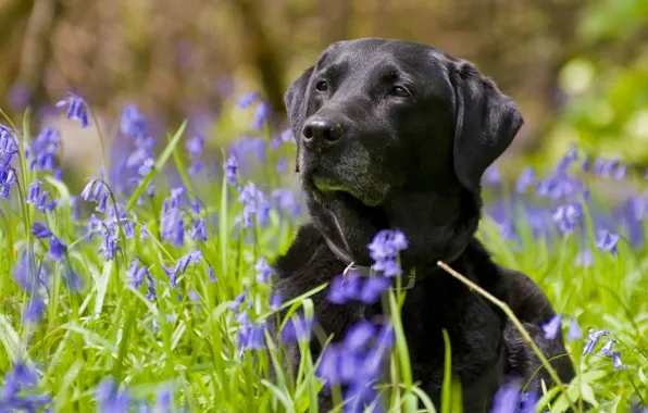 Картинка цветы, собака, колокольчики, Лабрадор-ретривер