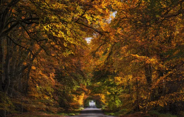 Дорога, осень, лес, деревья, природа, парк, ветви, листва