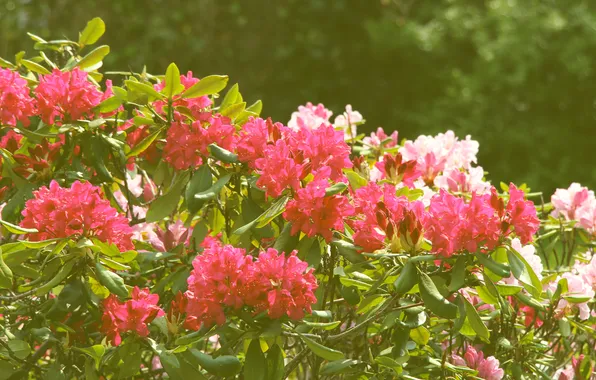 Flowering, shrub, rhododendron