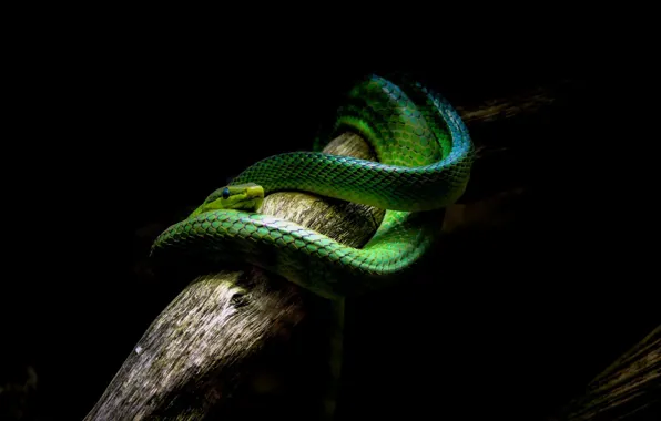 Green, snake, branch, darkness