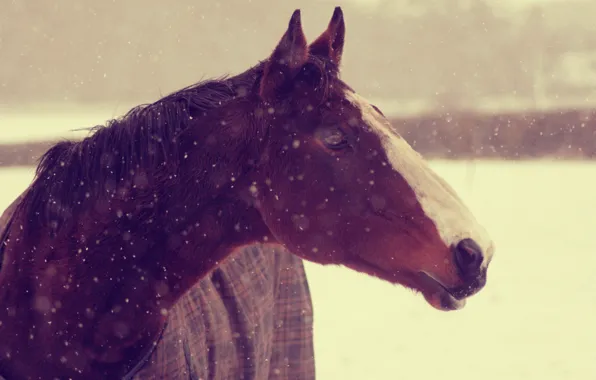 Картинка зима, животные, морда, снег, фон, конь, обои, лошадь