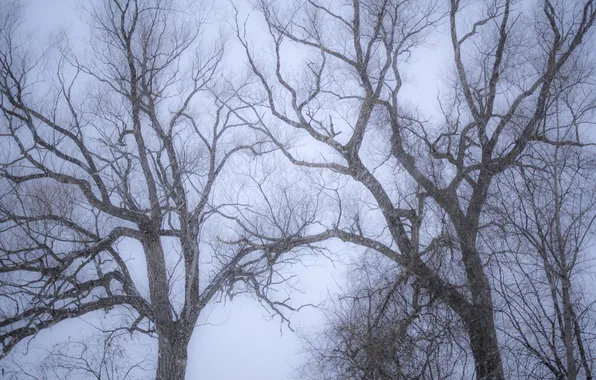 Картинка зима, снег, деревья, ветки, снегопад