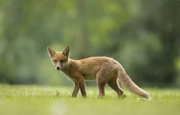 Поле, трава, лиса, grass, fox, field, боке, bokeh