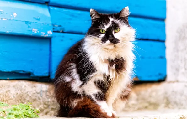 Кошка, кот, взгляд, черно-белый, доски, пушистый, сидит, синий фон