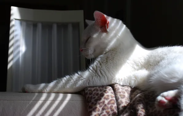 Кошка, белый, кот, морда, свет, отдых, лапа, сон
