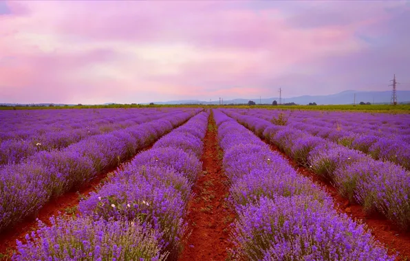 Картинка Закат, Природа, Nature, Sunset, Лаванда, Lavender, лавандовое поле, Lavender field