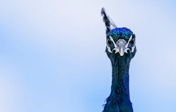 Blue, eyes, peacock