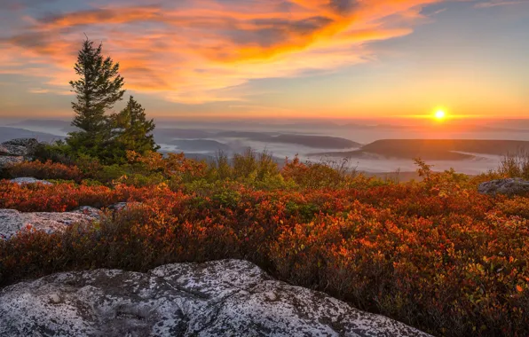 Картинка осень, солнце, деревья, пейзаж, горы, природа, туман, рассвет