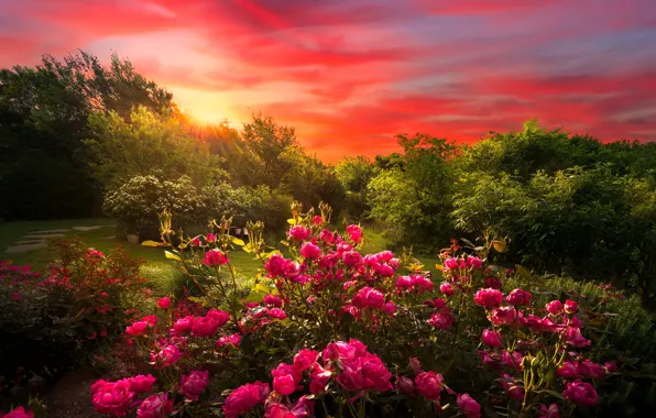 Закат, цветы, природа, розы, сад, алые, кусты, розовый куст