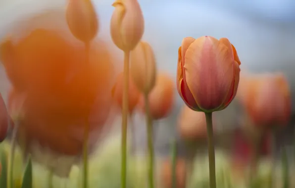 Картинка природа, фокус, весна, тюльпаны, оранжевые